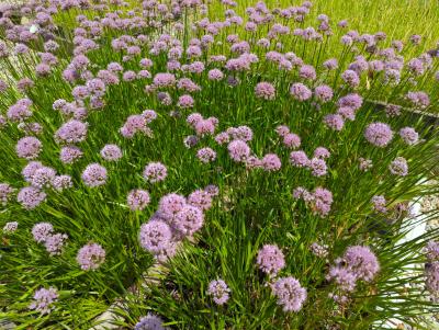 Bild von /bilder/bluehapp/thumb/allssb_Allium_senescens___Summer_Beauty___P-606960001_T-b_Y-24_K-30_69764_aktiv_.jpg