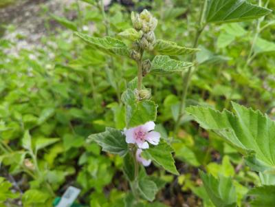 Bild von /bilder/bluehapp/thumb/alto_Althaea_officinalis_P-0621000001_T-k_Y-24_K-27_25325_aktiv_.jpg