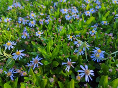 Bild von /bilder/bluehapp/thumb/astaana_Aster_ageratoides___Adustus_Nanus___P-1240570001_T-b_Y-24_K-36_21328_aktiv_.jpg