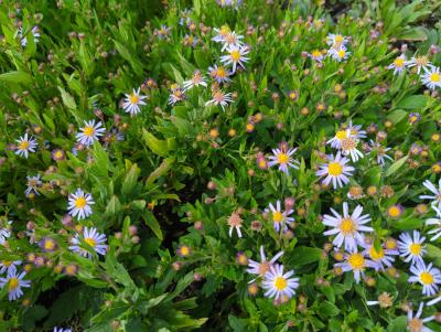 Bild von Aster ageratoides Blaukuppel