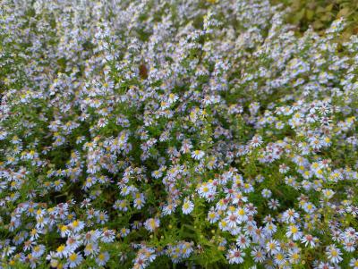 Bild von /bilder/bluehapp/thumb/asteer_Aster_ericoides___Erlkönig____P-1244515001_T-b_Y-24_K-39_67247_aktiv_.jpg