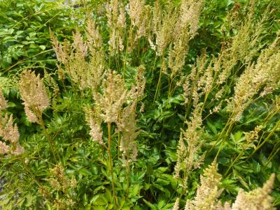 Bild von /bilder/bluehapp/thumb/asticvin_Astilbe_chinensis___Visions_Inferno___P-1261592001_T-b_Y-24_K-26_65545_aktiv_.jpg