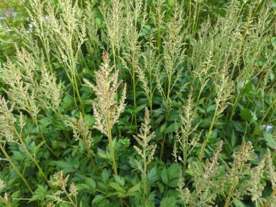 Bild von /bilder/bluehapp/thumb/asticvin_Astilbe_chinensis___Visions_Inferno___P-1261592001_T-k_Y-24_K-25_73800_aktiv_.jpg