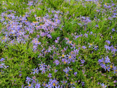 Bild von /bilder/bluehapp/thumb/astsna_Aster_sedifolius___Nanus____P-1249210001_T-b_Y-24_K-39_34173_aktiv_.jpg