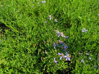 Bild von /bilder/bluehapp/thumb/astsna_Aster_sedifolius___Nanus____P-1249210001_T-k_Y-24_K-36_50465_aktiv_.jpg