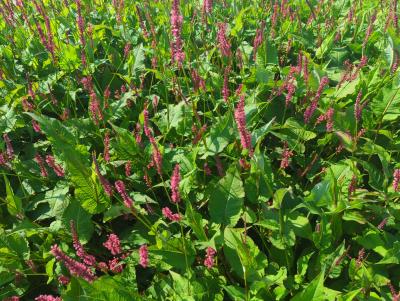 Bild von /bilder/bluehapp/thumb/bisaat_Persicaria_ampl____Atropurpurea___P-1431510001_T-b_Y-24_K-36_38672_aktiv_.jpg