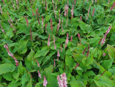 Bild von /bilder/bluehapp/thumb/bisajsc_Persicaria_ampl____JS_Caliente___R_____P-1431560001_T-b_Y-24_K-32_62153_aktiv_.jpg