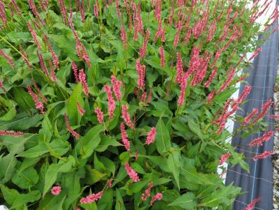 Bild von /bilder/bluehapp/thumb/bisaof_Persicaria_ampl____Orangofield___R_____P-1431512001_T-b_Y-24_K-32_16535_aktiv_.jpg