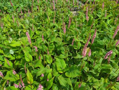 Bild von /bilder/bluehapp/thumb/bisaop_Persicaria_ampl____October_Pink______P-1431586001_T-b_Y-24_K-27_22130_aktiv_.jpg