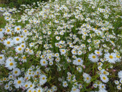 Bild von Boltonia asteroides Snowbank