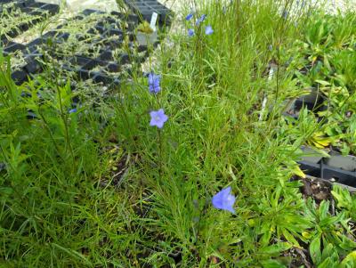 Bild von /bilder/bluehapp/thumb/camro_Campanula_rotundifolia_NB_P-1647800004_T-k_Y-24_K-23_72333_aktiv_.jpg