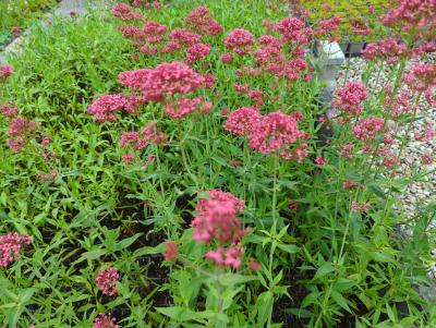 Bild von /bilder/bluehapp/thumb/cenrro_Centranthus_ruber___Rosenrot___P-1761060001_T-b_Y-24_K-28_86574_aktiv_.jpg