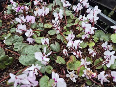 Bild von /bilder/bluehapp/thumb/cyccal_Cyclamen_coum___Album_____P-2321010001_T-b_Y-25_K-9_71226.jpg