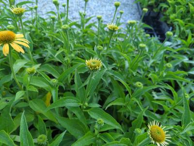 Bild von /bilder/bluehapp/thumb/echhhm_Echinacea_x_cult____Harvest_Moon___R__P-2720530001_T-k_Y-24_K-36_63005_aktiv_.jpg