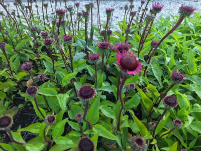 Bild von /bilder/bluehapp/thumb/echpfa_Echinacea_pur____Fatal_Attraction___R__P-2721035001_T-k_Y-24_K-36_59380_aktiv_.jpg