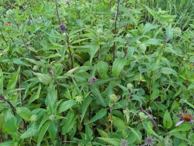 Bild von /bilder/bluehapp/thumb/echple_Echinacea_purpurea___Leuchtstern___P-2721015001_T-k_Y-24_K-25_36714_aktiv_.jpg