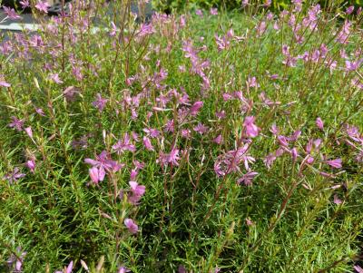 Bild von Epilobium dodonaei