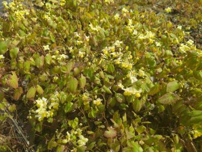 Bild von /bilder/bluehapp/thumb/epipal_Epimedium_pallidum_P-2823300001_T-b_Y-24_K-15_49114_aktiv_.jpg