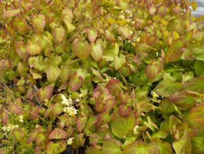 Bild von /bilder/bluehapp/thumb/epipal_Epimedium_pallidum_P-2823300001_T-b_Y-24_K-17_25615_aktiv_.jpg