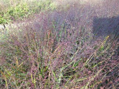 Bild von Eragrostis spectabilis Purpurflirren