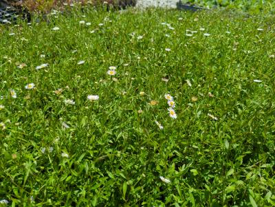 Bild von /bilder/bluehapp/thumb/erikbl_Erigeron_karvinskianus___Blütenmeer___P-2881510001_T-k_Y-24_K-25_43024_aktiv_.jpg