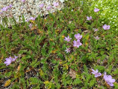 Bild von /bilder/bluehapp/thumb/erohal_Erodium_hybridum___Almodovar___P-2963010001_T-k_Y-24_K-20_23198_aktiv_.jpg