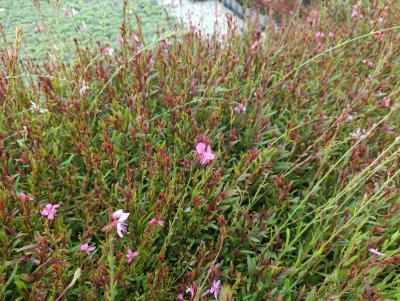 Bild von /bilder/bluehapp/thumb/gaulsp_Gaura_lindheimerii___Siskyou_Pink_____P-3221060001_T-k_Y-24_K-32_36008_aktiv_.jpg