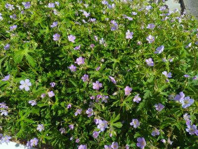 Bild von /bilder/bluehapp/thumb/germach_Geranium_maculatum___Chatto____P-3264109001_T-b_Y-24_K-18_61718_aktiv_.jpg