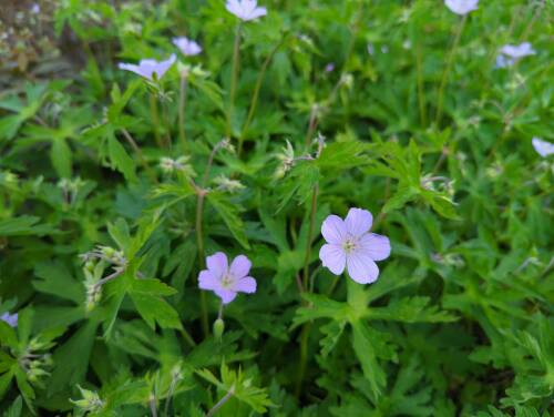 Bild von /bilder/bluehapp/thumb/germach_Geranium_maculatum___Chatto____P-3264109001_T-k_Y-22_K-19_72518_aktiv_.jpg