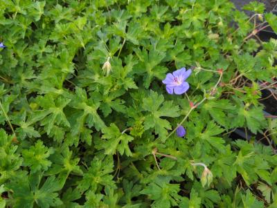 Bild von /bilder/bluehapp/thumb/gerpro_Geranium_x_pratense___Rozanne___R__P-3265250001_T-k_Y-24_K-18_97617_aktiv_.jpg