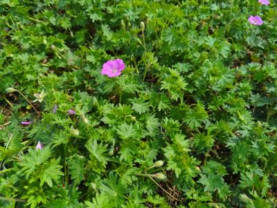 Bild von /bilder/bluehapp/thumb/gersin_Geranium_sanguineum___Inverness______P-3267019001_T-k_Y-24_K-19_59732_aktiv_.jpg