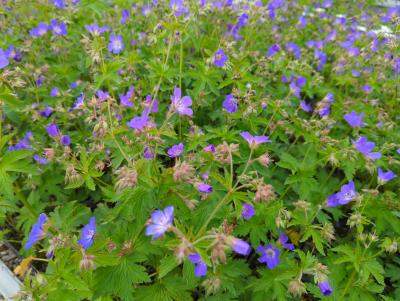 Bild von /bilder/bluehapp/thumb/gersy_Geranium_sylvaticum_P-3267900001_T-b_Y-23_K-20_52184_aktiv_.jpg