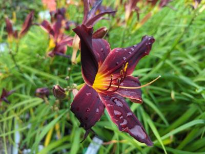 Bild von /bilder/bluehapp/thumb/hemhare_Hemerocallis_x_cult____American_Rev____P-3602000901_T-b_Y-22_K-29_66257_aktiv_.jpg