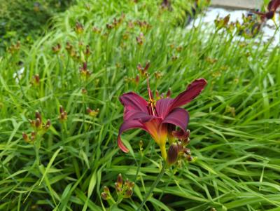 Bild von /bilder/bluehapp/thumb/hemhare_Hemerocallis_x_cult____American_Rev____P-3602000901_T-k_Y-22_K-26_45323_aktiv_.jpg