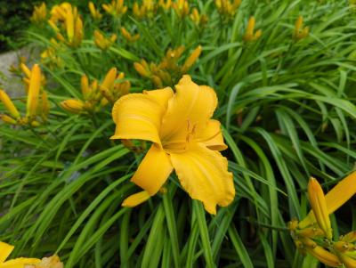 Bild von /bilder/bluehapp/thumb/hemhmt_Hemerocallis_x_cult____Mary_Todd___P-3602155501_T-k_Y-22_K-26_57865_aktiv_.jpg