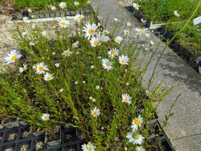 Bild von /bilder/bluehapp/thumb/leuvma_Leucanthemum_vulgare___Maikönigin___P-4294510001_T-b_Y-24_K-20_61163_aktiv_.jpg