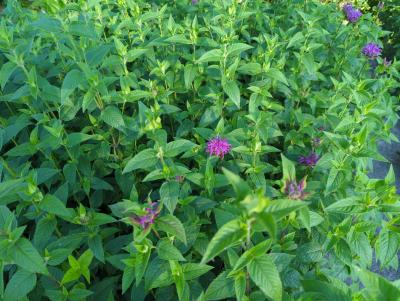 Bild von Monarda fistulosa Huckleberry