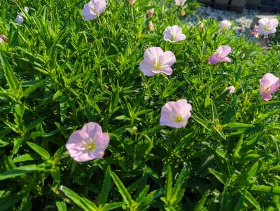 Bild von /bilder/bluehapp/thumb/oenssi_Oenothera_speciosa___Siskiyou___P-5102880001_T-b_Y-24_K-36_91409_aktiv_.jpg