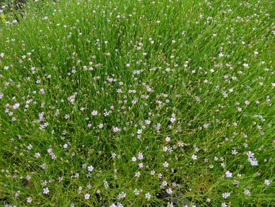 Bild von /bilder/bluehapp/thumb/pets_Petrorhagia_saxifraga_UG16_P-5441000001_T-b_Y-24_K-32_85103_aktiv_.jpg