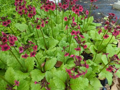 Bild von /bilder/bluehapp/thumb/prijmc_Primula_japonica___Millers_Crimson___P-5785015001_T-b_Y-24_K-19_42979_aktiv_.jpg