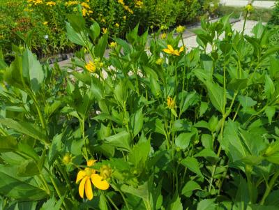 Bild von /bilder/bluehapp/thumb/rudnhe_Rudbeckia_nitida___Herbstsonne___P-6083510001_T-b_Y-24_K-32_56625_aktiv_.jpg