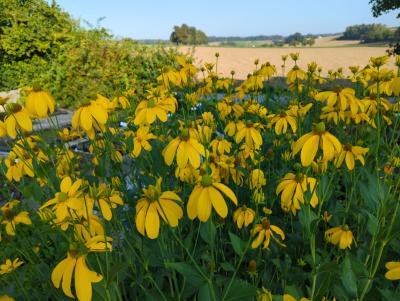 Bild von /bilder/bluehapp/thumb/rudnhe_Rudbeckia_nitida___Herbstsonne___P-6083510001_T-b_Y-24_K-36_92458_aktiv_.jpg