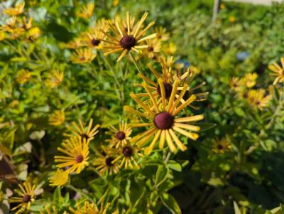 Bild von /bilder/bluehapp/thumb/rudslh_Rudbeckia_subtomentosa___Little_Henr_P-6084540001_T-b_Y-22_K-38_38440_aktiv_.jpg