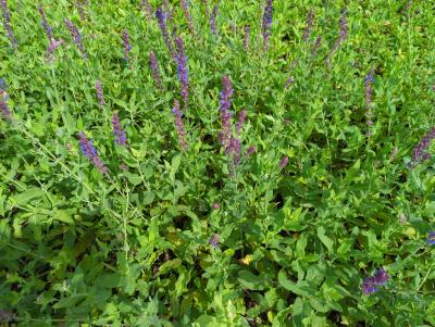 Bild von /bilder/bluehapp/thumb/salnvi_Salvia_nemorosa___Violettkönigin___P-6123570001_T-b_Y-24_K-27_63602_aktiv_.jpg