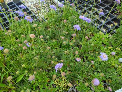 Bild von /bilder/bluehapp/thumb/scacona_Scabiosa_columbaria___Nana____P-6261430001_T-b_Y-24_K-21_60165_aktiv_.jpg