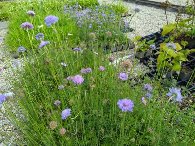 Bild von /bilder/bluehapp/thumb/scao_Scabiosa_ochroleuca_P-6262500001_T-b_Y-24_K-23_62284_aktiv_.jpg