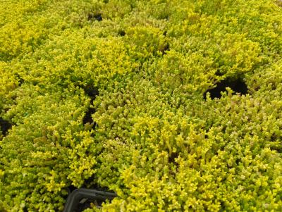 Bild von Sedum acre Aureum