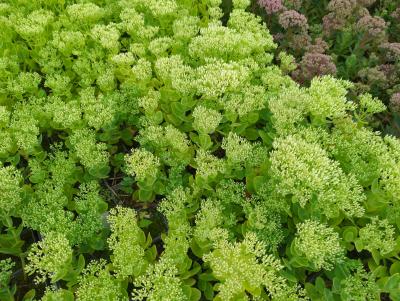 Bild von /bilder/bluehapp/thumb/sedsst_Sedum_spectabile___Stardust____P-6387825001_T-k_Y-24_K-32_41837_aktiv_.jpg