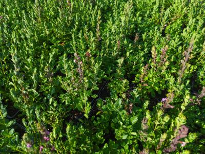 Bild von /bilder/bluehapp/thumb/teuc_Teucrium_chamaedrys_UG11_P-6821000001_T-k_Y-24_K-31_41176_aktiv_.jpg