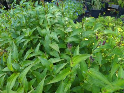 Bild von Tricyrtis formosana